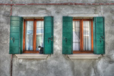 Cat in Window.jpg