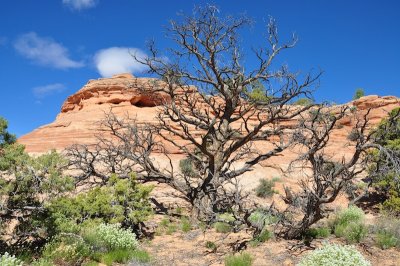 Arches and Canyonlands NP