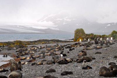 South Georgia Island 2011