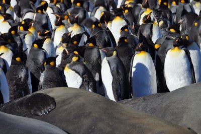 South Georgia Island 2011