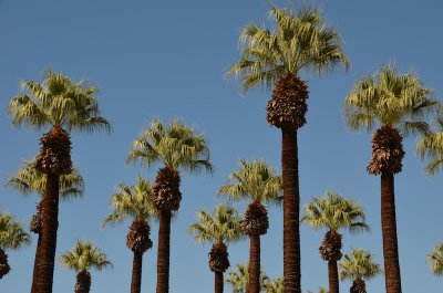 Palm Springs 2011