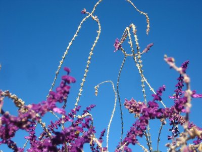 Joshua Tree 2009