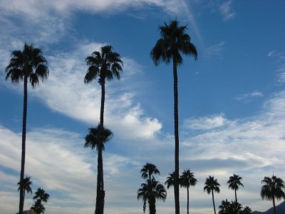 Joshua Tree 2009