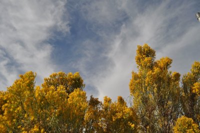 Joshua Tree 2009