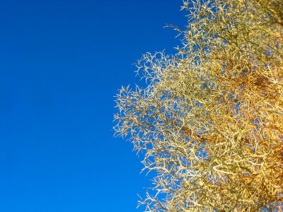 Joshua Tree 2009