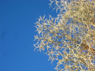 Joshua Tree 2009