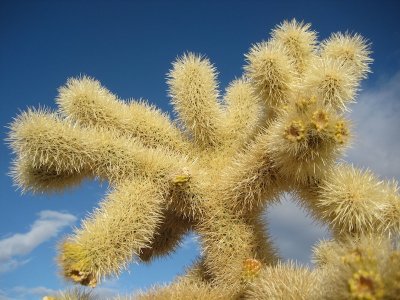Joshua Tree 2009