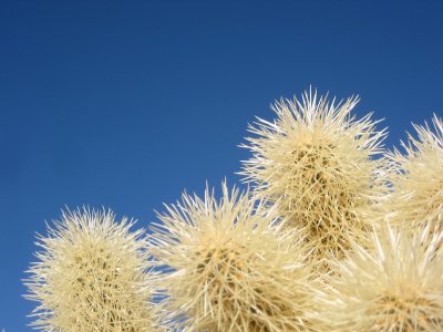 Joshua Tree 2009