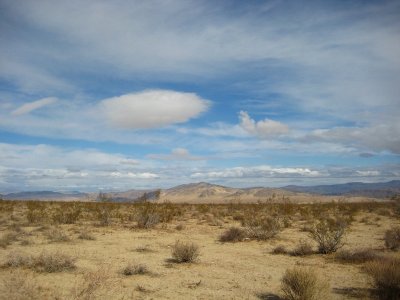 Joshua Tree 2009