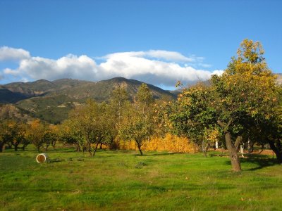 Joshua Tree 2009