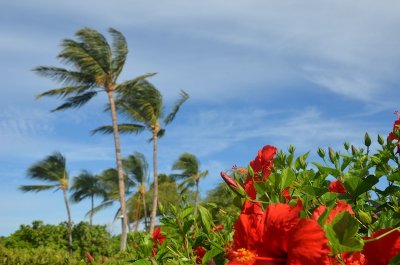Hawaii 2011