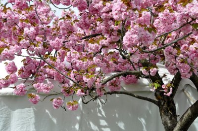 Brooklyn Botanical Gardens
