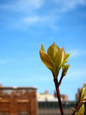 High Line 2010