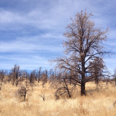 Bodie and Mono Lake 2014