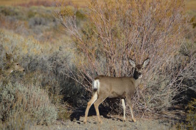 Bodie and Mono Lake 2014