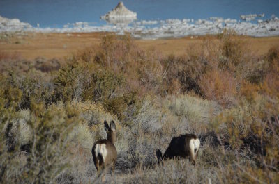Bodie and Mono Lake 2014