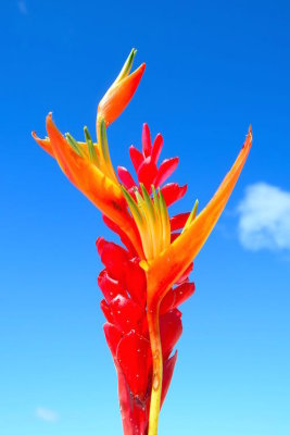 Bora Bora 2015 - 025.jpg