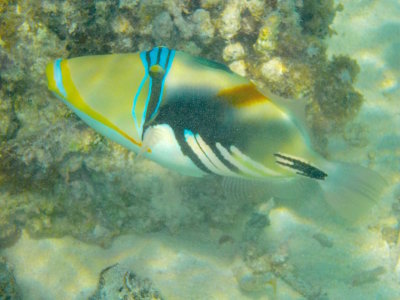 Bora Bora 2015 - 057.jpg
