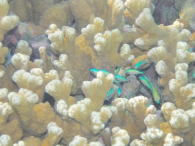 Bora Bora 2015 - 058.jpg