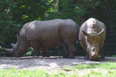 Bronx Zoo 2015 - 16.jpg