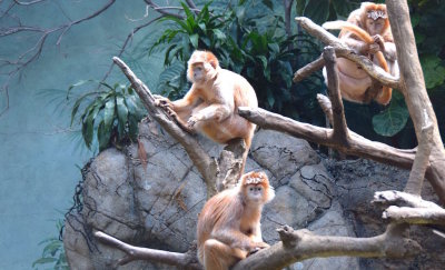 Bronx Zoo 2015 - 17.jpg