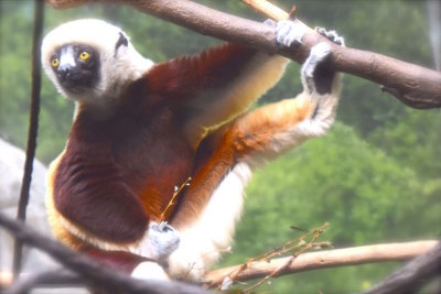 Bronx Zoo 2015 - 18.jpg