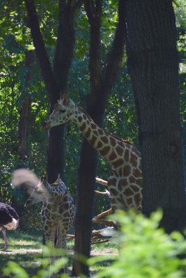 Bronx Zoo 2015 - 19.jpg