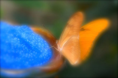 Bronx Zoo 2015 - 24.jpg