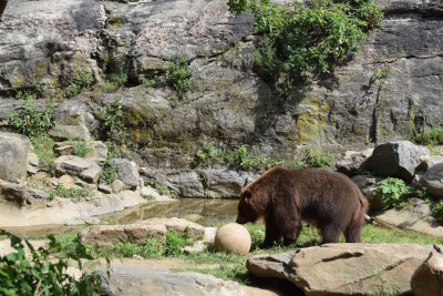 Bronx Zoo 2015 - 28.jpg