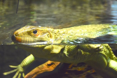 Bronx Zoo 2015 - 30.jpg