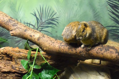 Bronx Zoo 2015 - 31.jpg