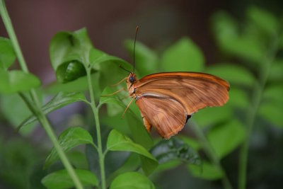 Bronx Zoo 2015 - 34.jpg
