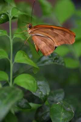 Bronx Zoo 2015 - 35.jpg