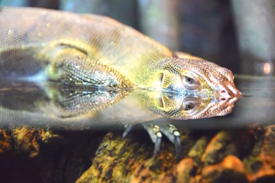 Bronx Zoo 2015 - 38.jpg