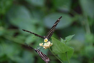 Bronx Zoo 2015 - 44.jpg