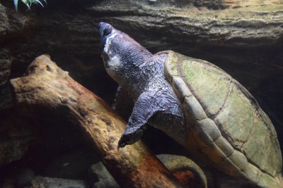 Bronx Zoo 2015 - 47.jpg
