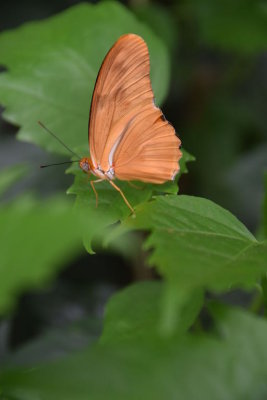 Bronx Zoo 2015 - 51.jpg