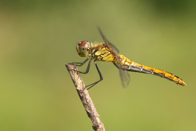 Dragonflies/Libellen