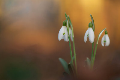 Snowdrop/Sneeuwklokje