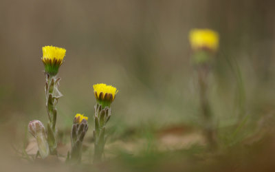 Coltsfoot/Klein Hoefblad