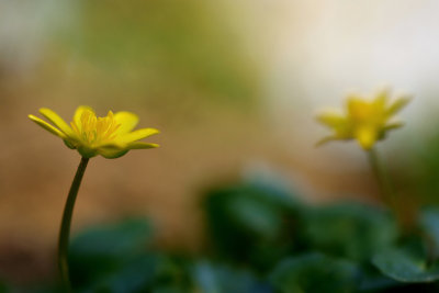 Lesser Celanine/Gewoon Speenkruid