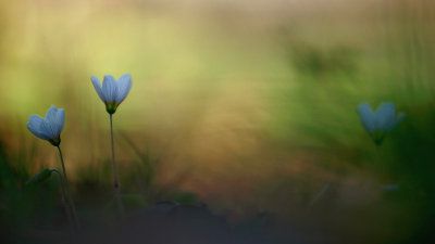 Wood sorrel/Witte klaverzuring