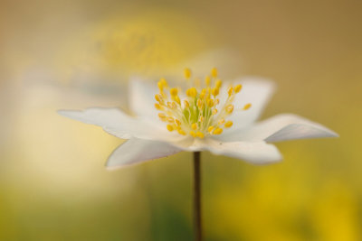 Wood anemone/Bosanemoon