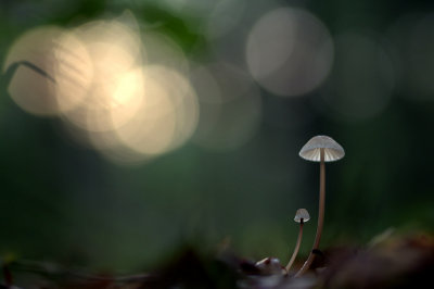 Mycena spec