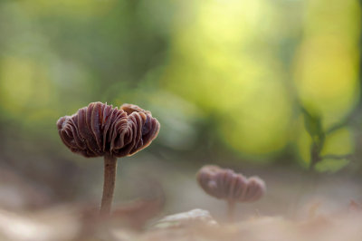 Mushrooms/Paddestoelen