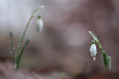 Snowdrop/Sneeuwklokje