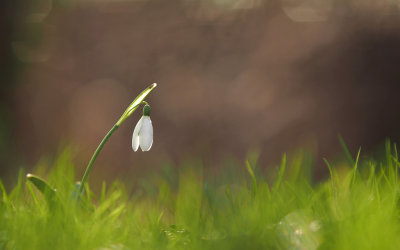 Snowdrop/Sneeuwklokje