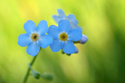 Wild Flowers/Wilde Bloemen