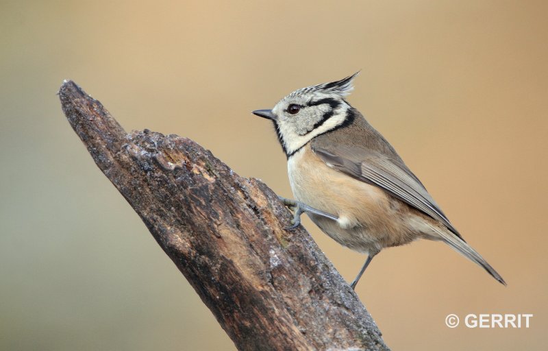 Kuifmees / European crested tit