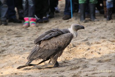 Vulture
